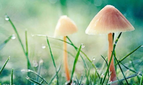 “有哪些植物代表积极向上，能传递生命的力量