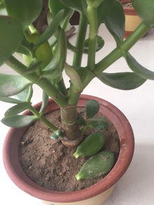 第一步：观察叶子， 找出问题所在