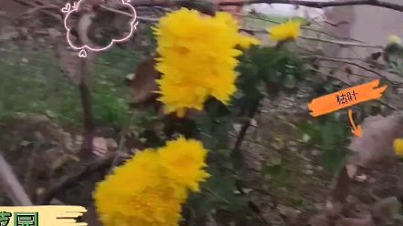 夏日院坝之花——那些既美观又耐热的植物们