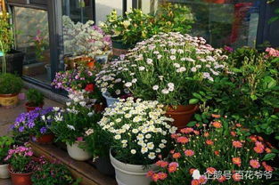 多彩的花朵， 缤纷的世界