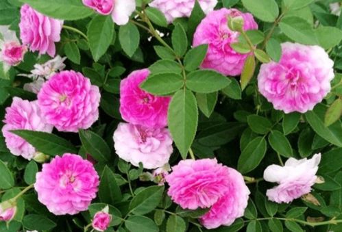 玛姬婶婶月季：水果香味， 花量大