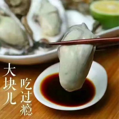 山东威海乳山牡蛎大量上市，鲜美可口