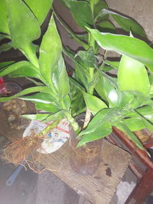 生长周期， 休眠期与生长旺盛期