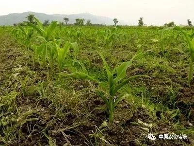 花生地封闭除草剂的重要性