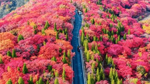 红叶不再，彩叶何处寻