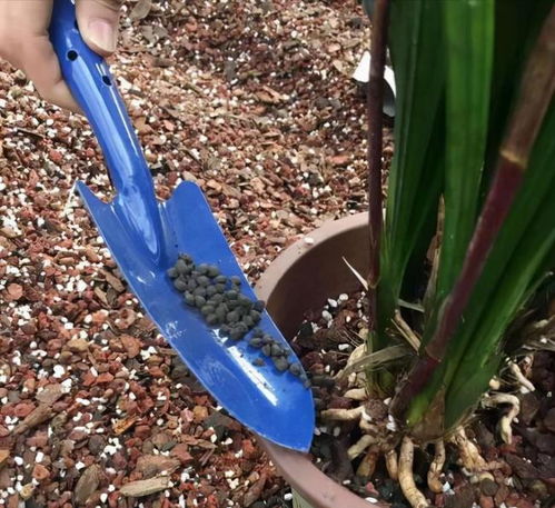 给花施肥选什么肥料最有效？如何科学施肥让花朵更艳丽