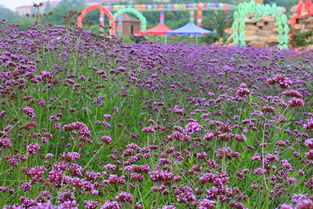 广州珠江新城的花儿们玩出新花样