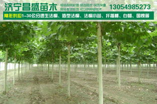 法桐树修剪季节选择