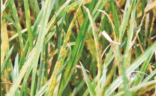 病虫害防治：全方位作战