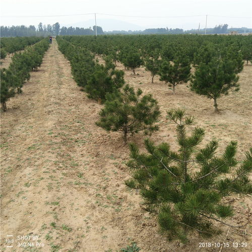 白皮松为何生长缓慢，为何我的新松枯死了？