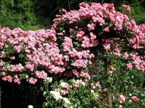 早春移栽：新芽萌发的好时机