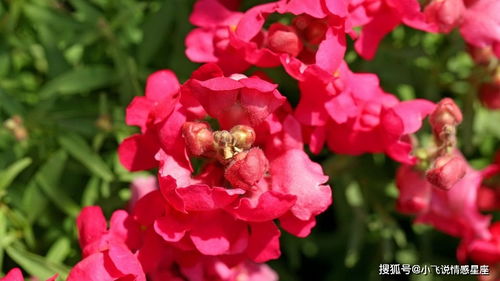 黑土的肥力与山茶花的喜好