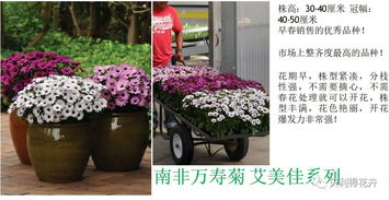 大葱种子如何进行播种和培育，才能确保发芽率和生长效果
