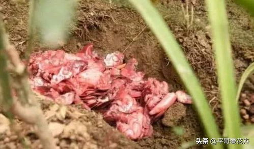 鱼肠作为月季冬肥的可行性探讨