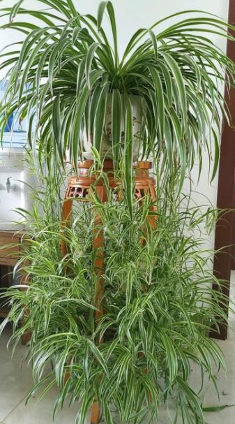 散光养殖， 让花卉在微光中绽放