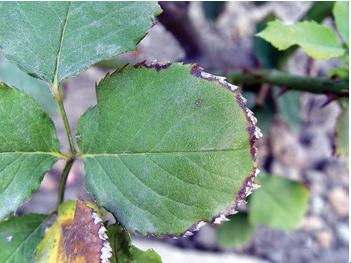 减少浇水， 灰霉病的克星