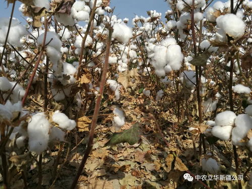 下午使用， 效果更佳