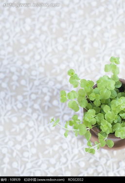 家里的废品，也是宝