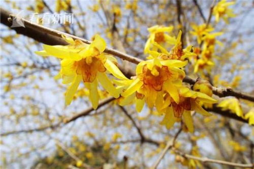 蜡梅花，属蜡梅科
