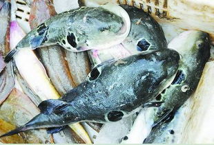 河豚淡水养殖技术突破，开启绿色渔业新篇章