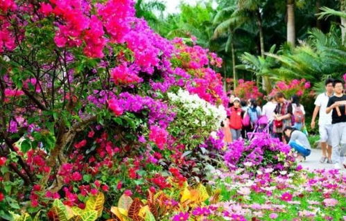 四季皆可种植的茑萝：何时移栽，以提升畜牧效率？