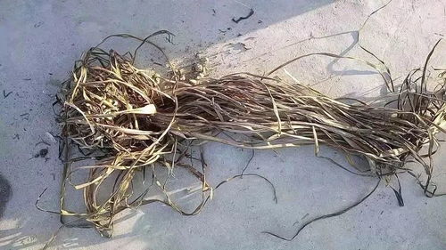 农药残留量达标，羊肉就平安吗？