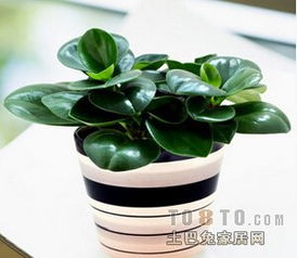 新手养多肉植物，如何从零开始