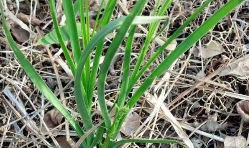 密植实验数据，产量与品质谁说了算？