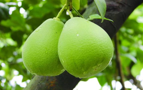 柚子籽发芽率低，全国种植时间表催芽技巧嫩省30天吗？