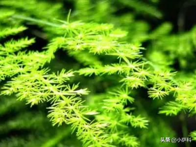 迎客松修剪技巧和步骤是怎样的？