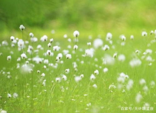 蒲公英：爱情的象征