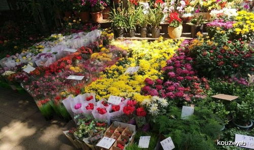 弹性植草格， 白三叶和蓝花亚麻