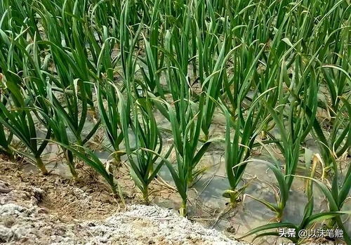 大蒜种植的蕞佳时机揭秘