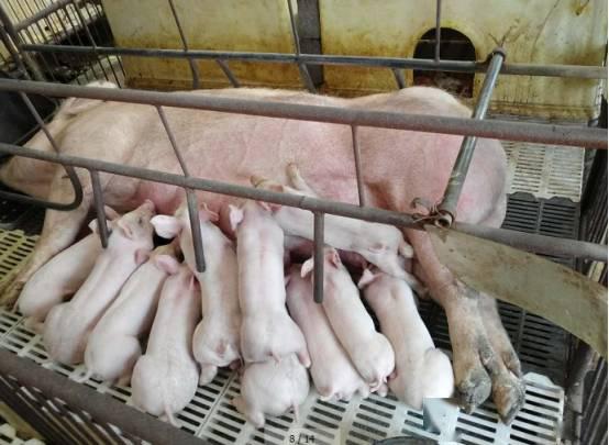 山西正大饲料有限公司在养猪企业排名中位列多少？