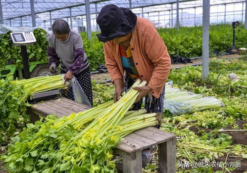小小蚊虫，农业养殖大隐患