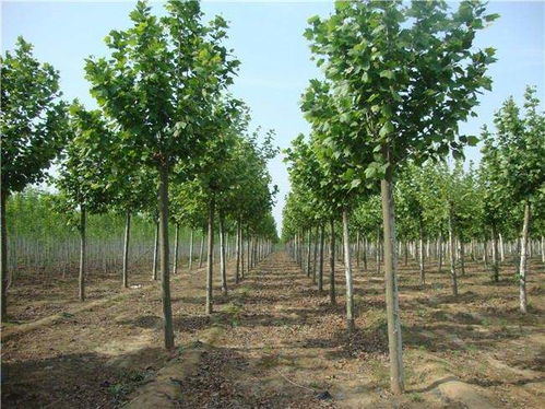 法桐树的价格之谜：10公分法桐树多少钱一棵？