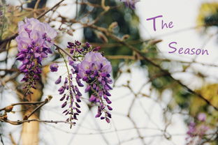 紫藤花的季节之旅