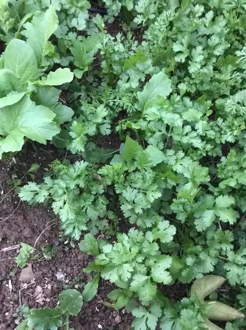 番杏种子种植小窍门：播种与养护全攻略