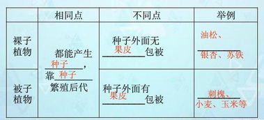 植物分类的奥秘：揭开生命演化的密码