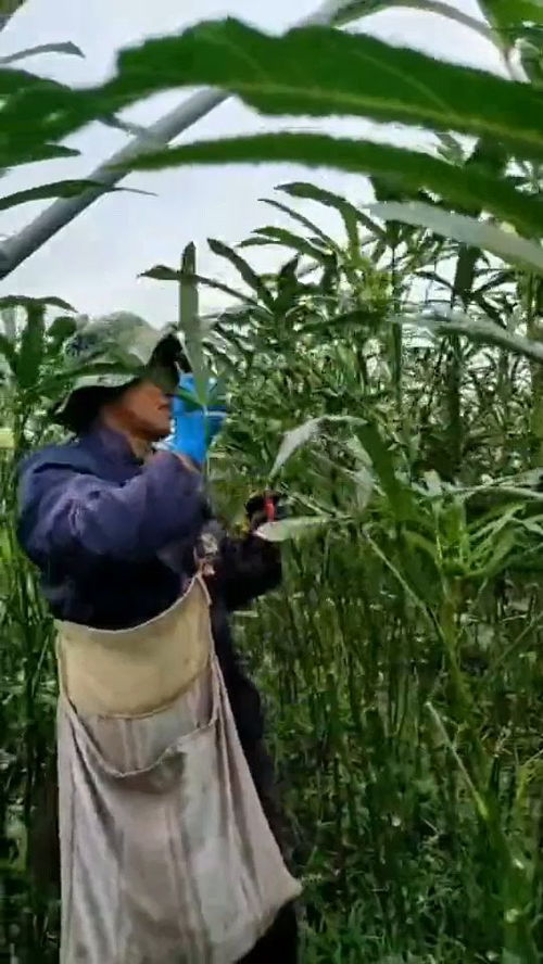 秋葵种植技巧，如何提高产量