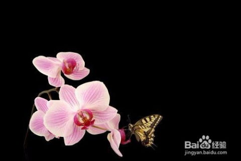 蝴蝶兰的“蝴蝶”怎么就“兰”不出花茎