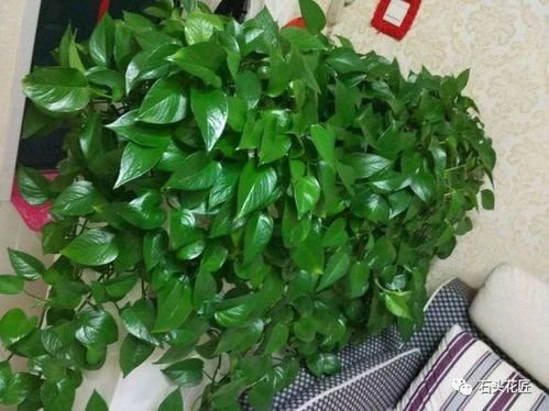 抢救黄叶绿宝石，三大核心技巧