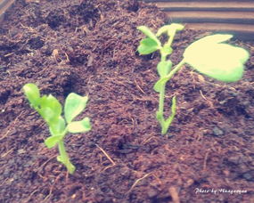 西瓜苗遇到毒死蜱的“毒手”