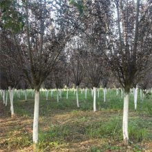 地径12的樱花与紫叶李，价格大揭秘！
