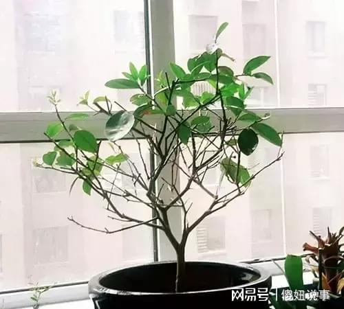 新移栽树浇水应遵循“少量多次、见干见湿、避免积水”原则