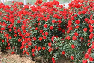 促根及扦插， 就像给小树苗打针