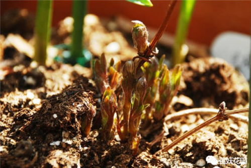铁线莲最佳种植时间是什么季节？
