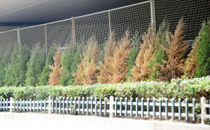 选地是关键，土壤松软才好