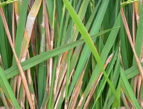 纹枯病的危害及防治方法大盘点