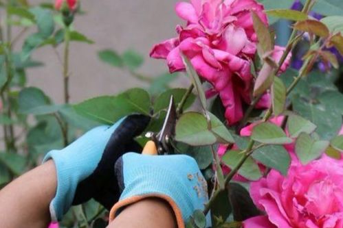 修剪技巧， 让花儿多开花